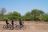 Mashatu Game Reserve, Tuli Mashatu Game Reserve, Tuli
