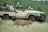 Mashatu Game Reserve, Tuli Mashatu Game Reserve, Tuli