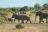 Mashatu Game Reserve, Tuli Mashatu Game Reserve, Tuli