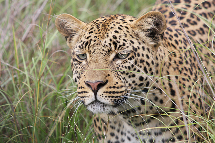 Khwai Concession - Leopard
