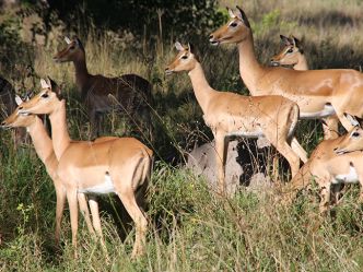 Khwai Concession - Impalas Khwai Concession - Impalas
