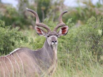 Khwai Concession - Kudu Khwai Concession - Kudu
