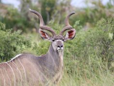 Khwai Concession - Kudu