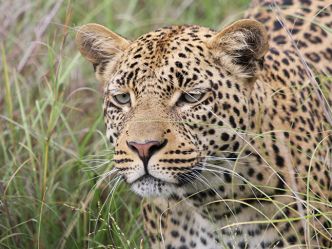 Khwai Concession - Leopard Khwai Concession - Leopard