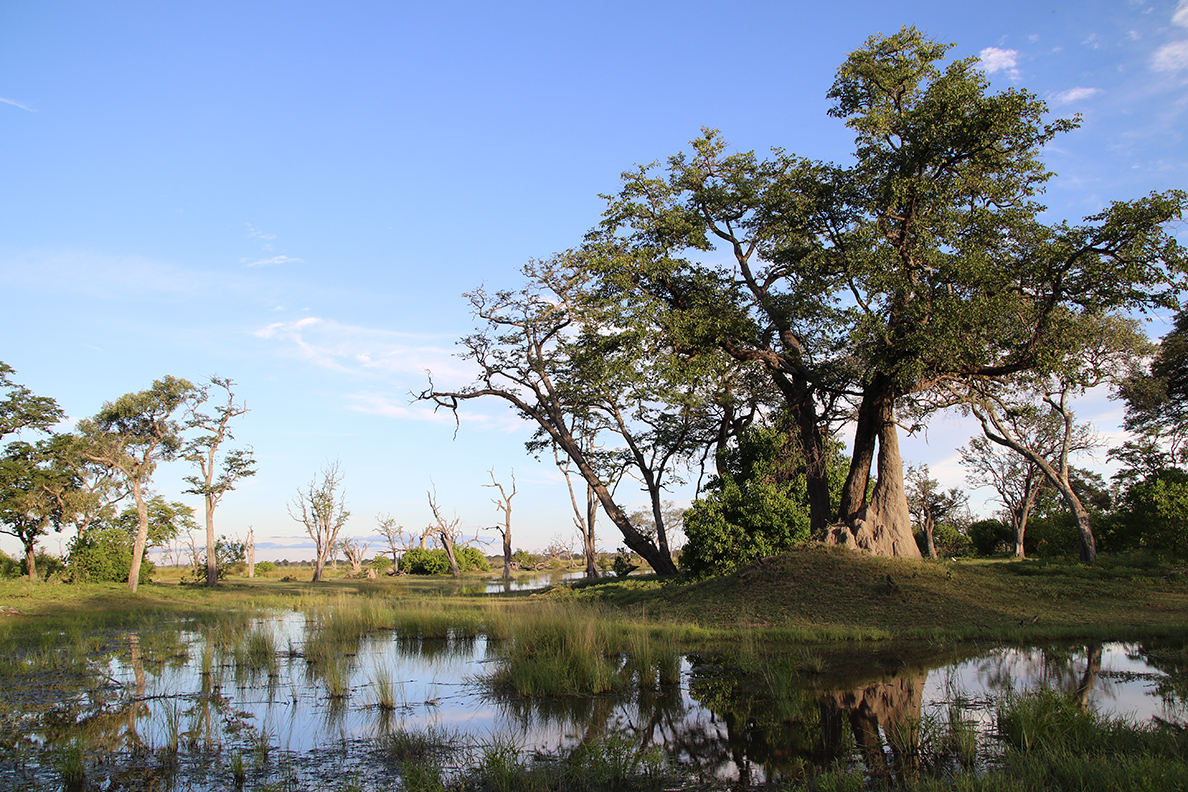 Moremi Game Reserve