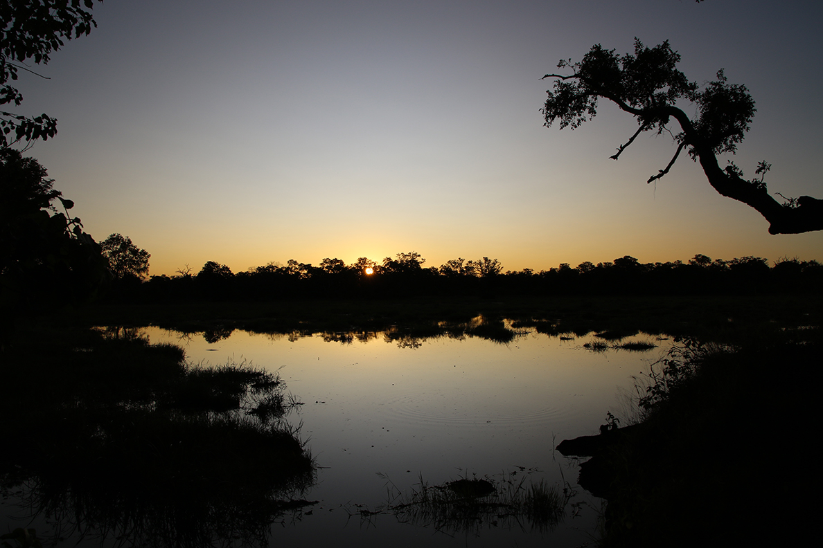 Moremi Game Reserve - Abendstimmung