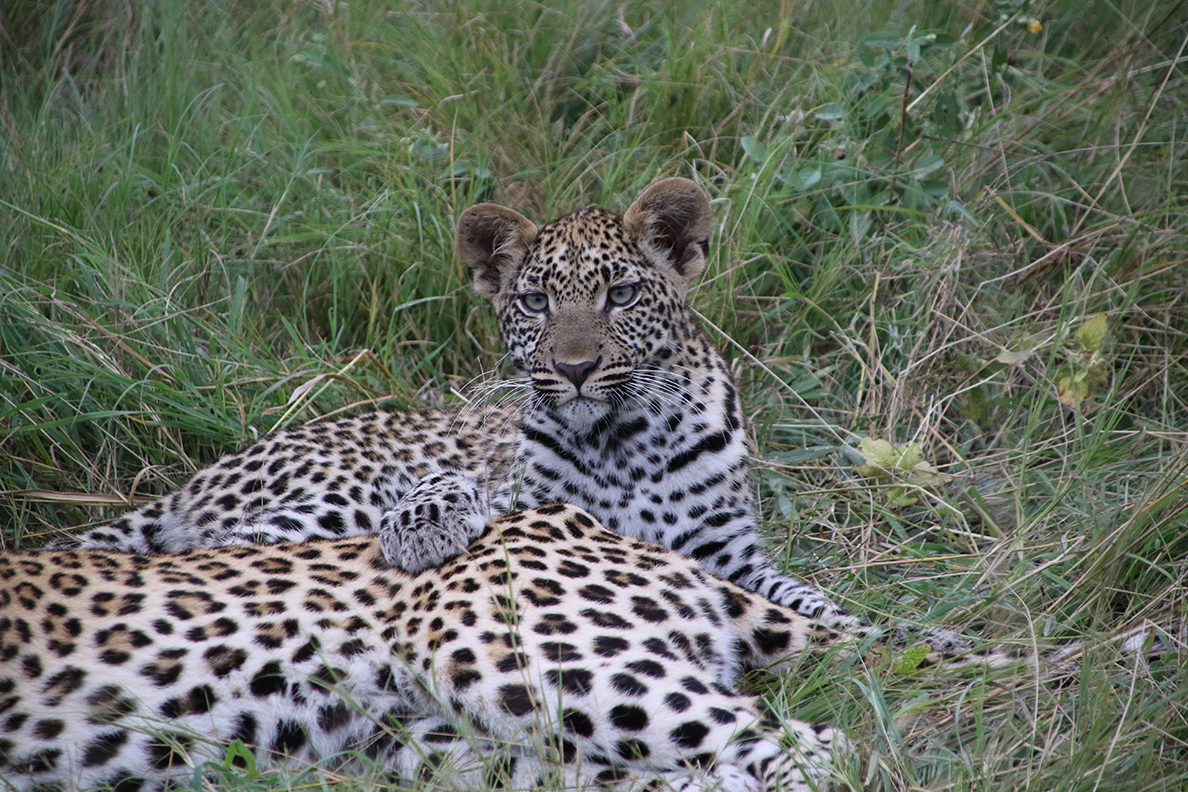 Moremi Game Reserve