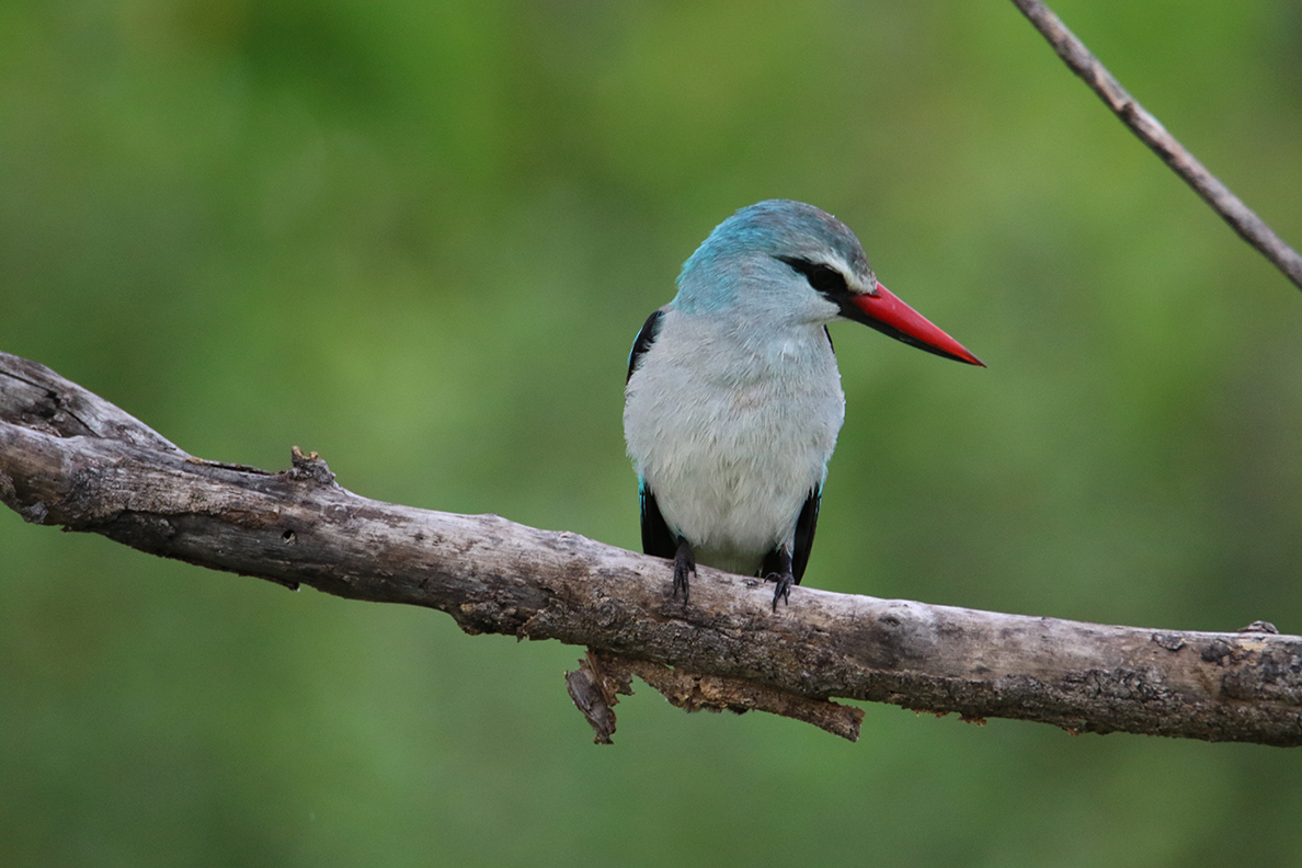 Moremi Game Reserve - Woodland Kingfisher (Senegalliest)