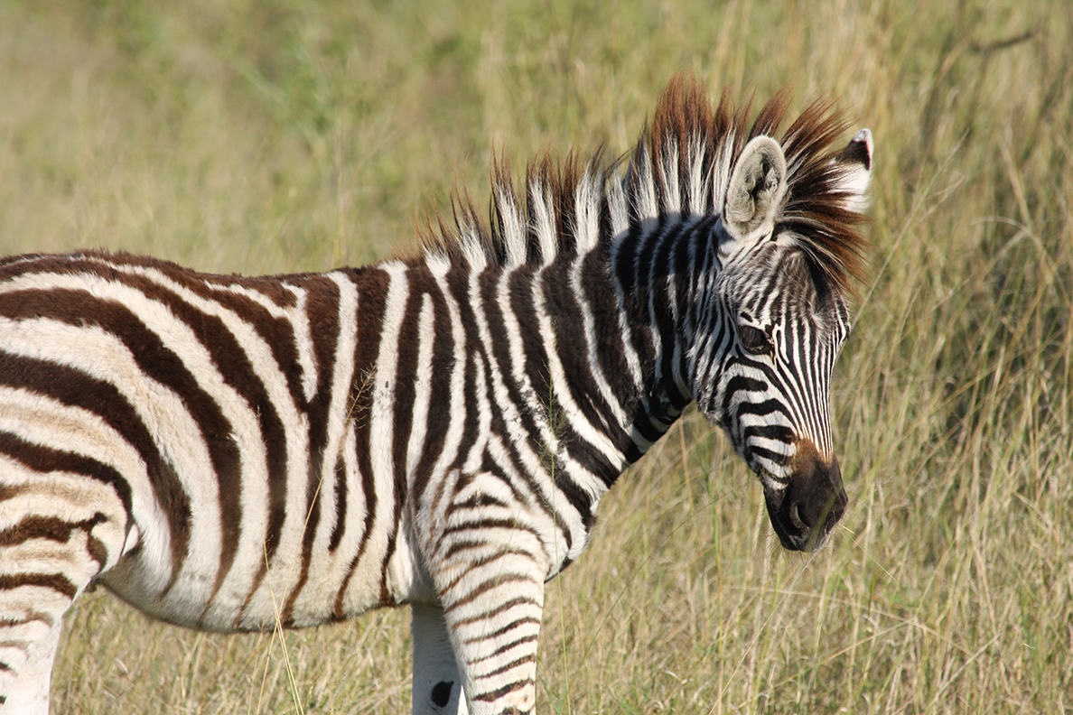 Moremi Game Reserve - Zebrafohlen