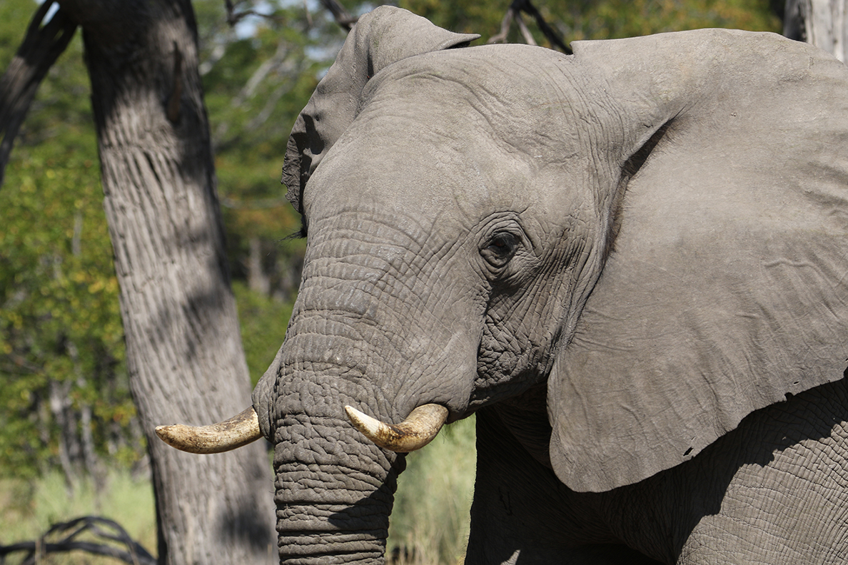 Moremi Game Reserve
