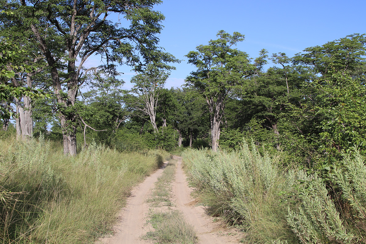 Moremi Game Reserve