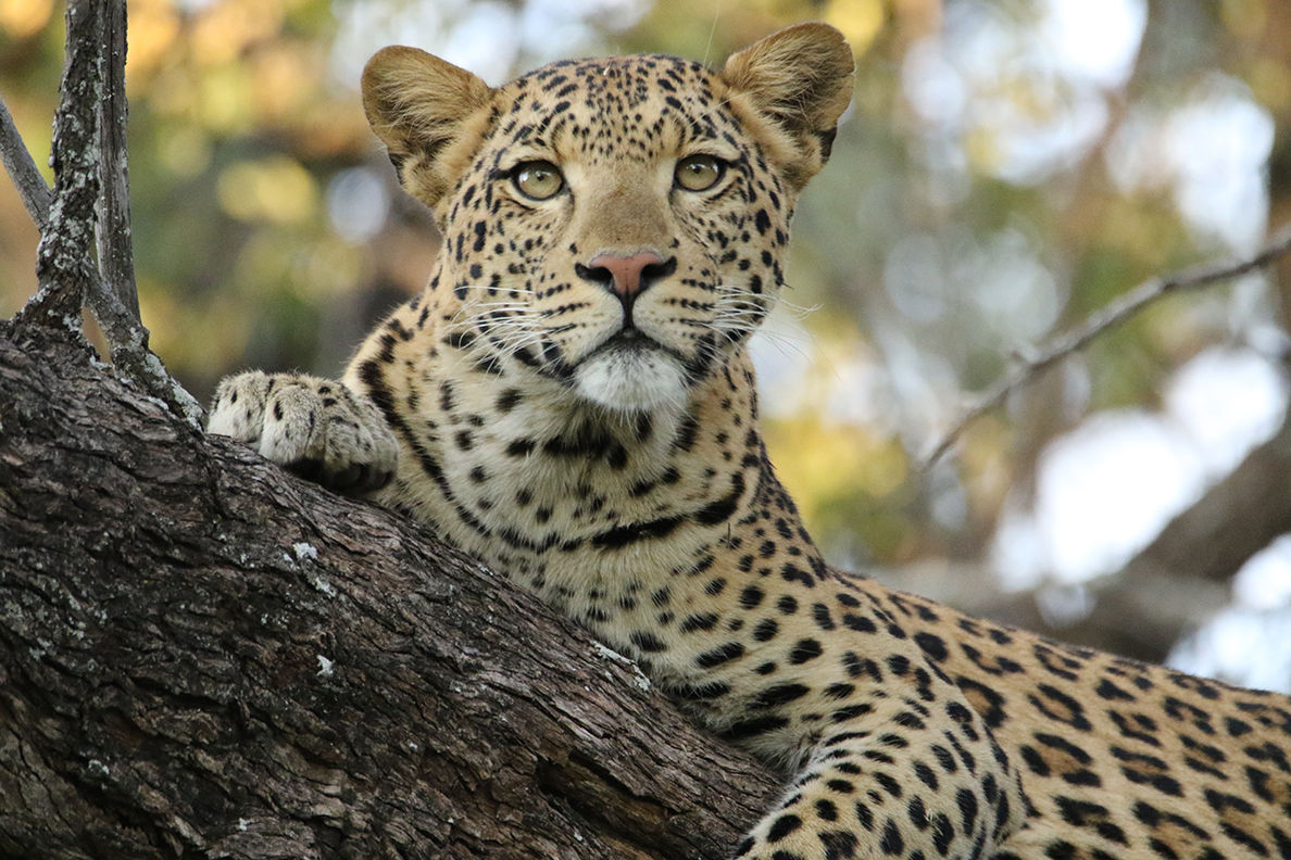 Moremi Game Reserve