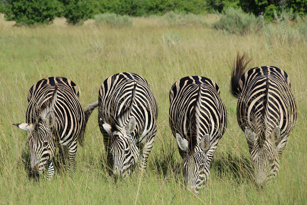 Moremi Game Reserve