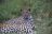 Moremi Game Reserve