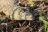 Moremi Game Reserve - junges Krokodil