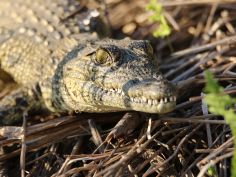 Moremi Game Reserve - junges Krokodil