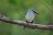 Moremi Game Reserve - Woodland Kingfisher (Senegalliest)