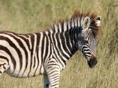 Moremi Game Reserve - Zebrafohlen