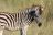 Moremi Game Reserve - Zebrafohlen