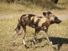 Moremi Game Reserve - Wildhund