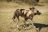 Moremi Game Reserve - Wildhund