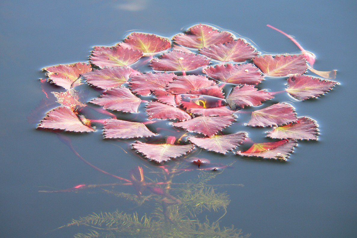 Wasserpflanze im Okavango Delta