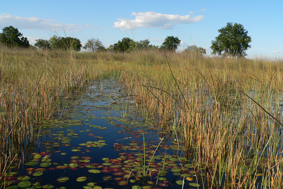 Hippo-Pfad im Okavango Delta