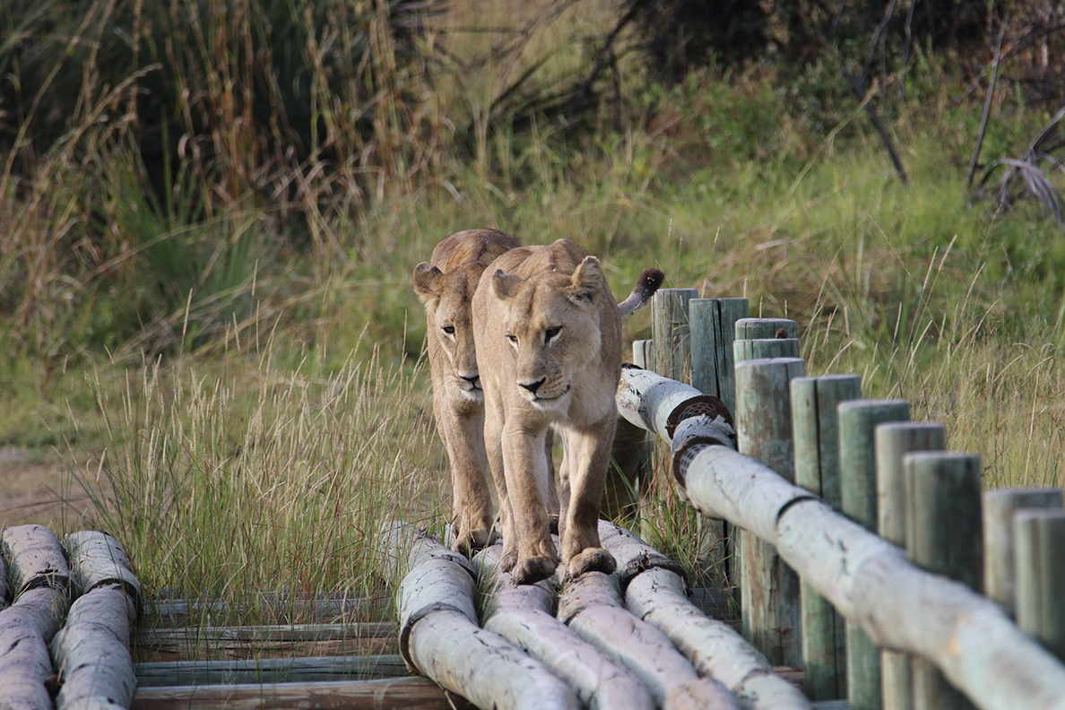 Löwinnen im Okavango Delta