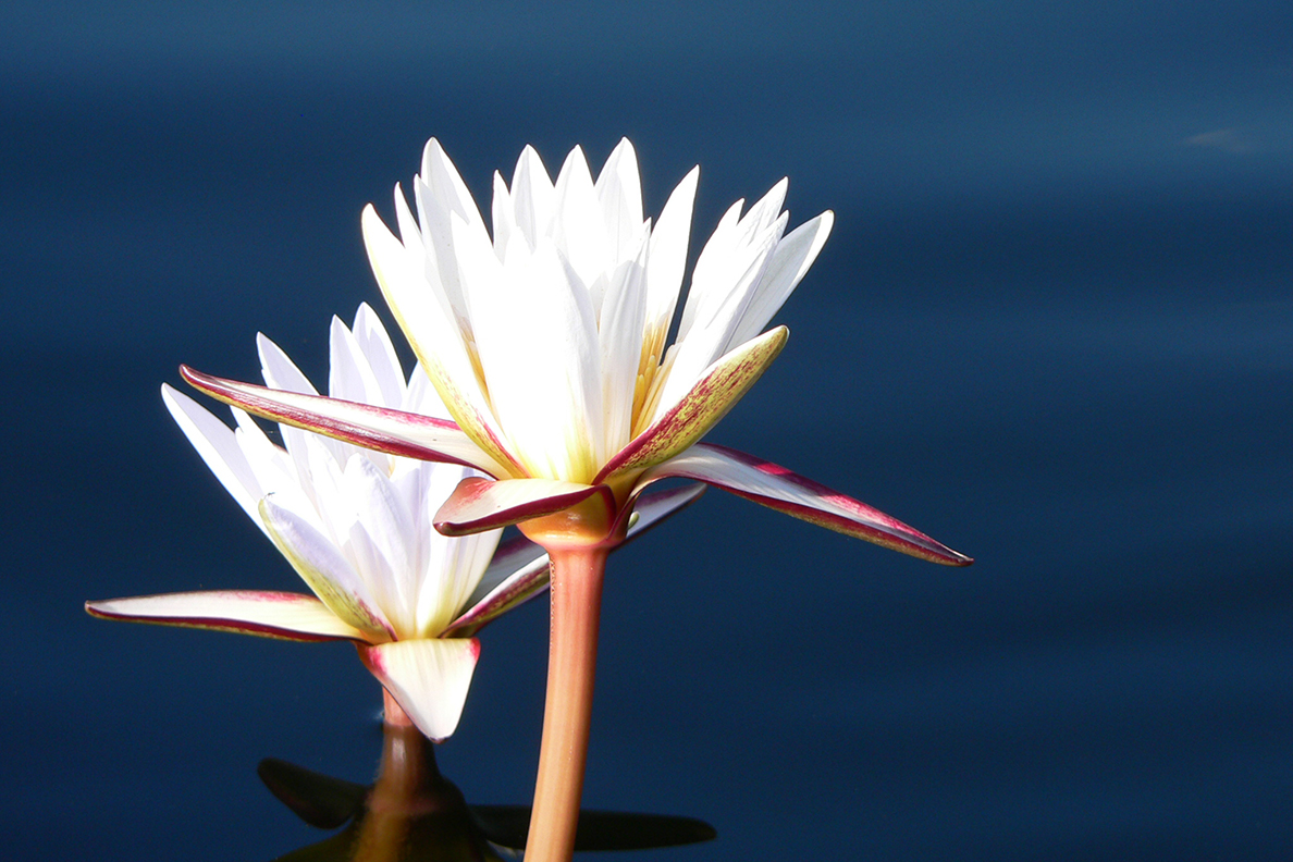 Okavango Delta - Stern-Seerose