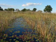 Hippo-Pfad im Okavango Delta