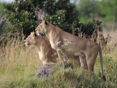 Okavango Delta - Löwinnen auf der Jagd