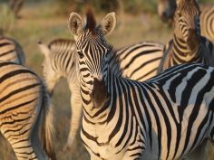 Okavango Delta - Zebraherde