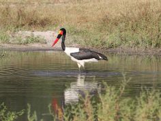 Okavango Delta - Saddle-billed Stork (Sattelstorch)