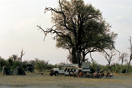 Buffalo Safari - Camp