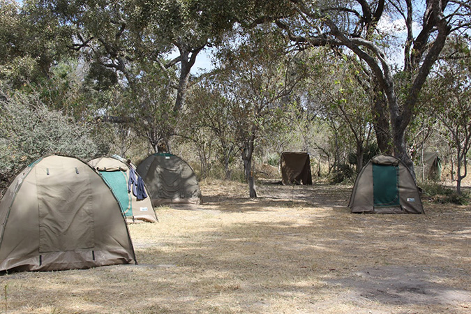 Buffalo Safari - Camp