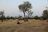 Buffalo Safari - Camping im Busch