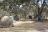 Buffalo Safari - Camp