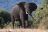Elefant im Chobe National Park