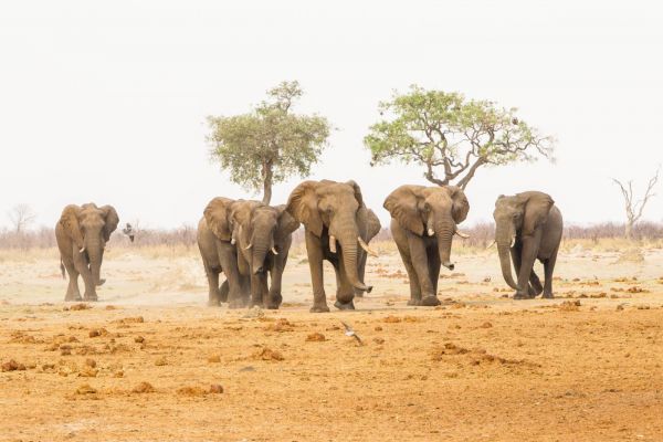Chobe, Moremi &amp; Okavango Flugsafari 