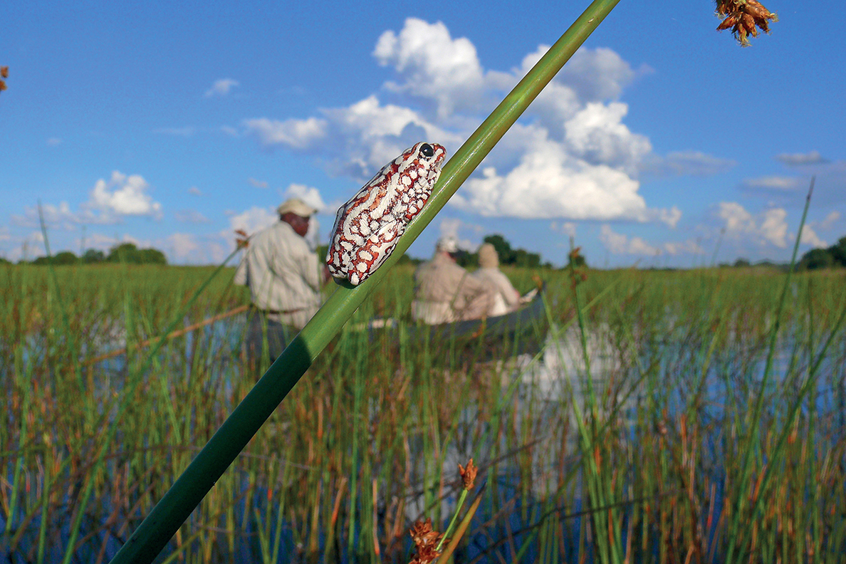 Okavango Delta