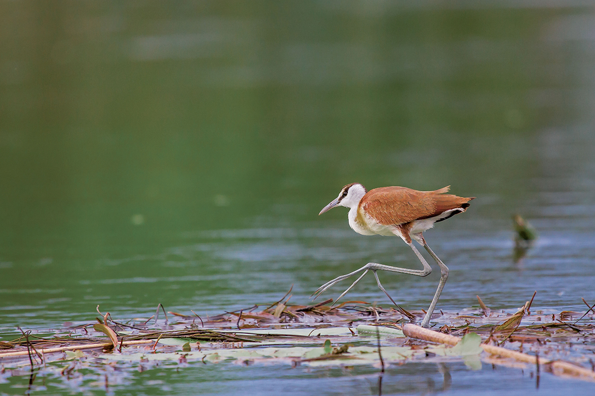 Okavango Delta