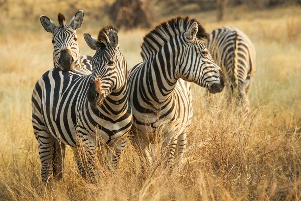 Authentisches Botswana 