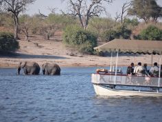 Botswana Experience - Chobe under Canvas Bootsausflug