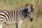 Botswana Experience - Zebra Fohlen