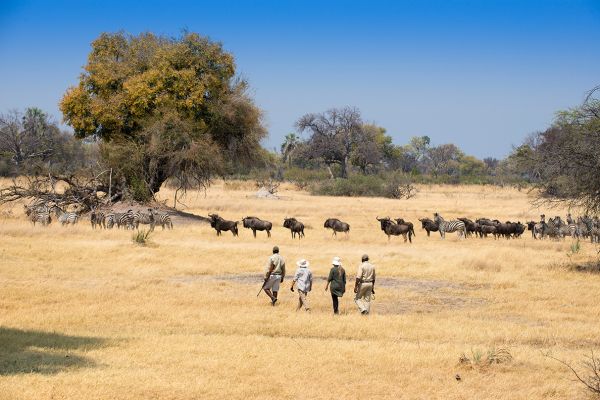 Botswana Experience | 8 Tage Flugsafari