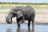 Botswana Experience - Elefant in Savuti