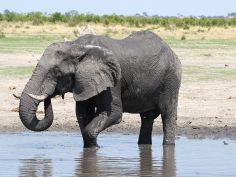 Botswana Experience - Elefant in Savuti