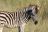 Botswana Express - Zebra