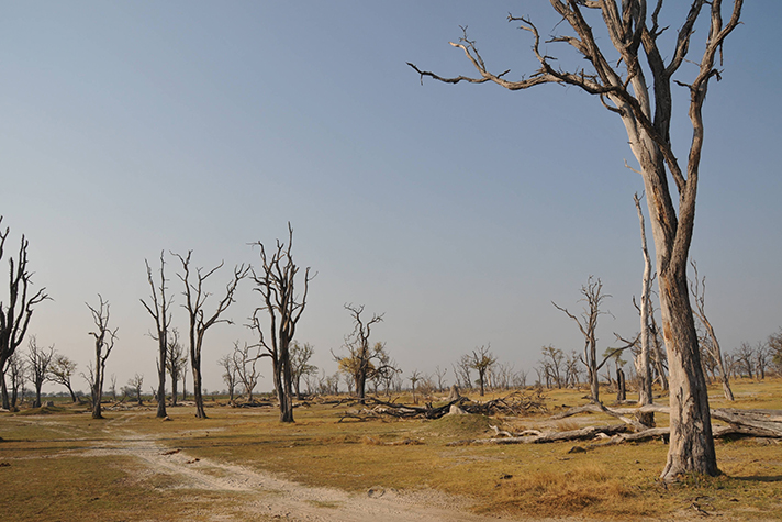 Botswana Overland Safari - Savuti