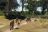 Nxabega-Game-Drive-Lion2.jpg